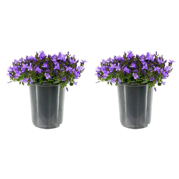 Unbranded 2.5 qt. Campanula Portenschlagiana Catharina Perennial Plant with Purple Flowers (2-Pack)