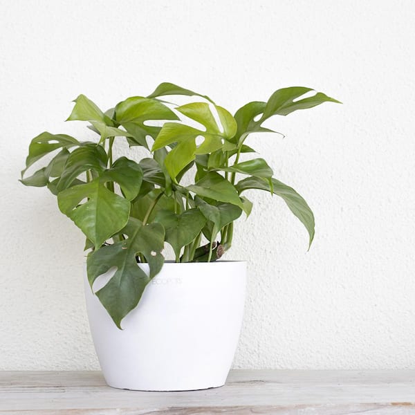 Sansevieria Laurentii vert en pot blanc émaillé botanic®. Le pot Ø 18 cm :  Plantes d'intérieur faciles à entretenir Botanic® maison - botanic®