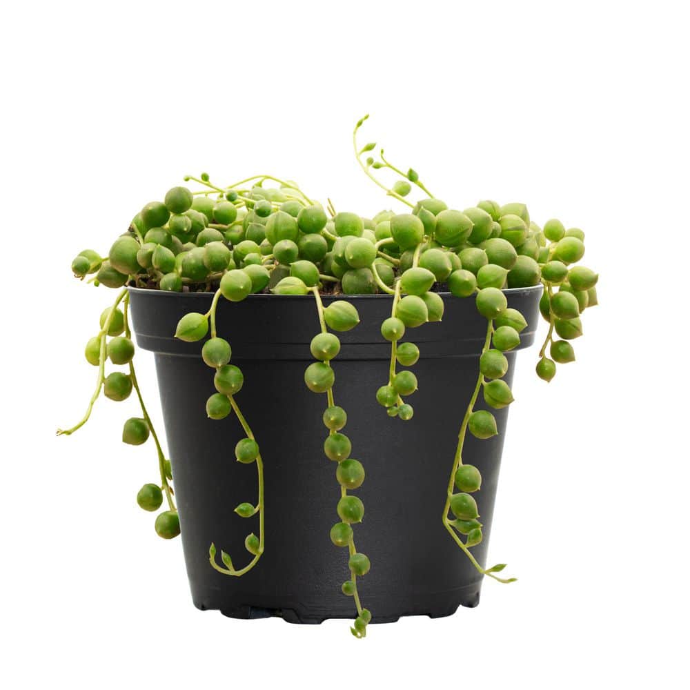 4 in. String of Pearls Senecio Rowleyanus Succulent Plant in Grower Pot price history on PriceWatchPro