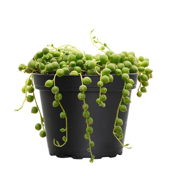 4 in. String of Pearls Senecio Rowleyanus Succulent Plant in Grower Pot