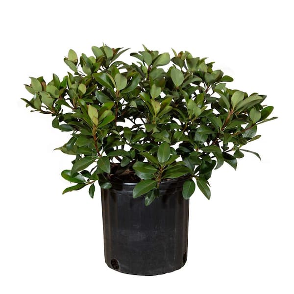 2.5 Gal - Snow White Indian Hawthorn, Live Evergreen Shrub, White Blooms