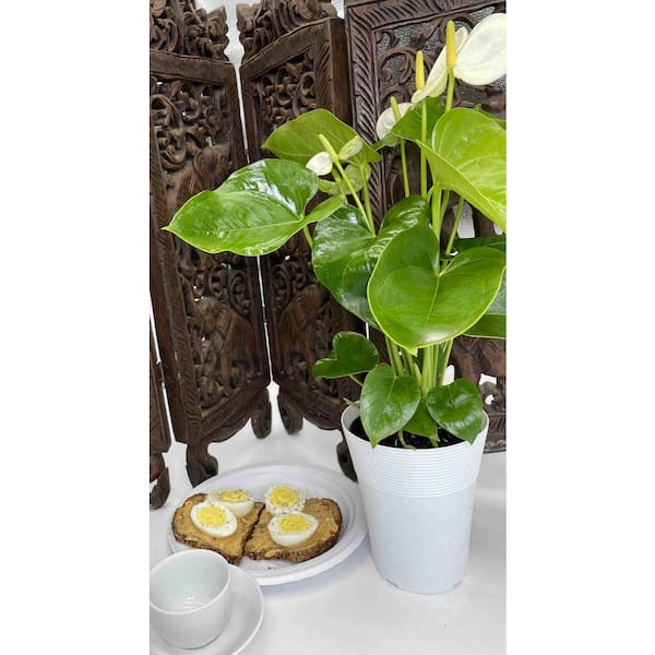 5 in. Anthurium Assorted Plant