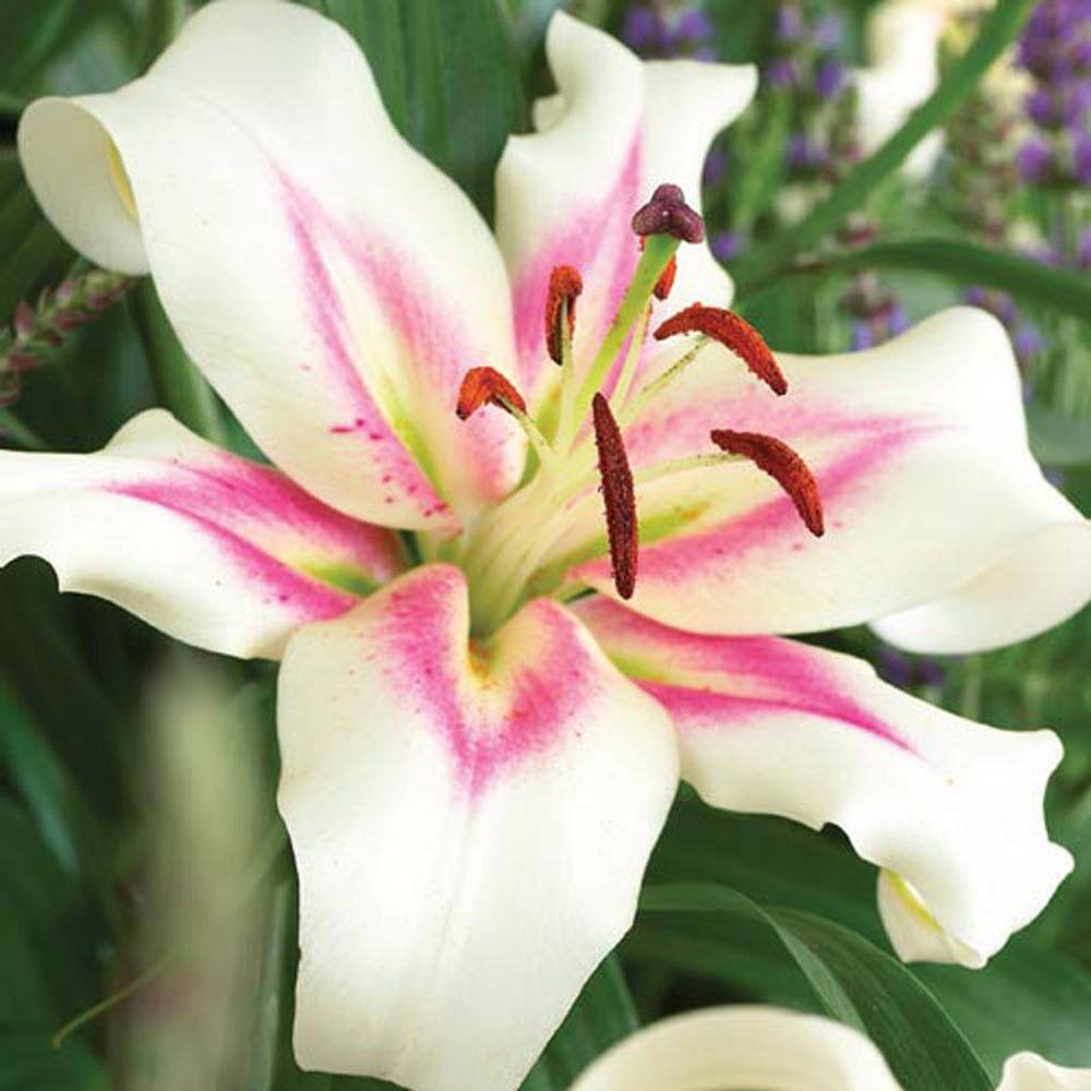 Breck's Oriental Lily Bonbini Bulbs (5-Pack) 01402