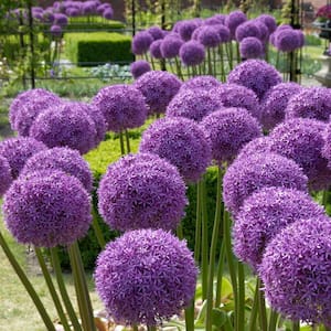 Allium Globemaster Set of 3 Bulbs