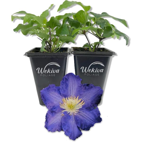 Clematis Ravel-2 Live Starter Plants in 2 in. Growers Pots-Starter Plants Ready for The Garden-Rare Clematis