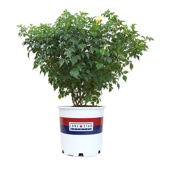 ALTMAN PLANTS Lone Star Growers 8 qt. Cape Honeysuckle (Tecomaria Capensis) Yellow blooms