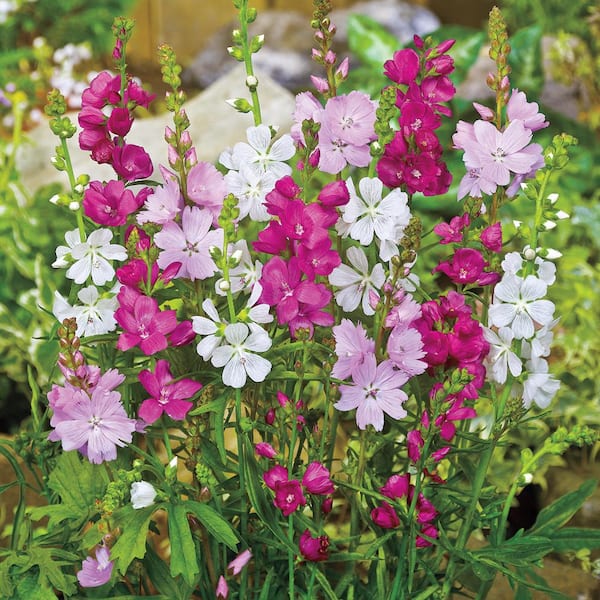 Alcea rosea 'Powderpuff Mixed' Hollyhock from Hoffie Nursery