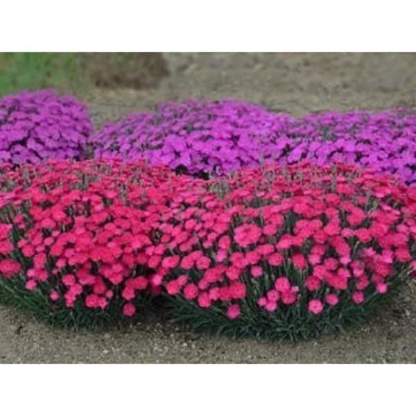 BELL NURSERY 2 Gal. Dianthus Plant