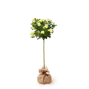 Packaged Yellow The Sunny Knock Out Rose Tree with Yellow Flowers