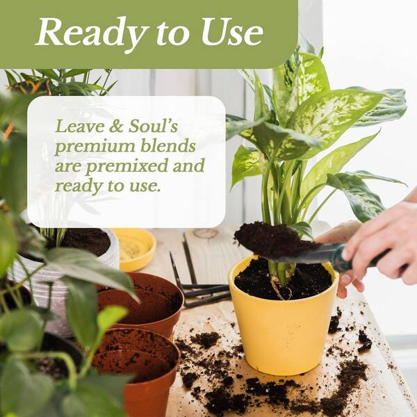 aglaonema plant Aglaonema Pictum Tricolor *Grower's choice* main image 0
