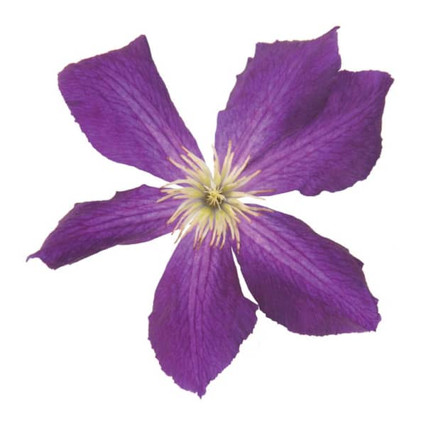 PROVEN WINNERS 4.5 in. Qt. Happy Jack Purple (Clematis) Live Shrub