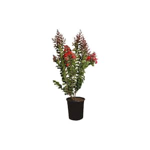 5 Gal. Crape Myrtle Deciduous Tree With Red Flowers