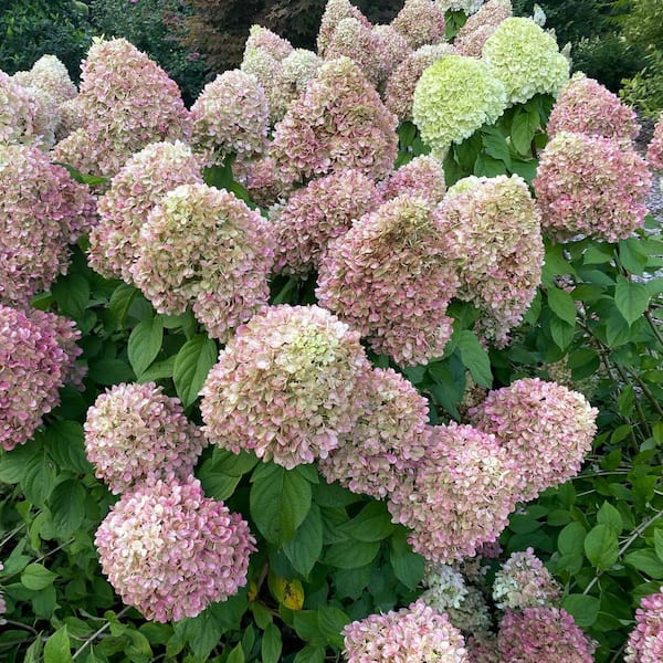 Proven Winners 4.5 in. qt. Powerball Panicle Hydrangea (Paniculata) Live Flowering Shrub with Green, White and Pink Flowers