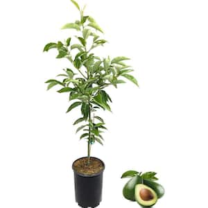 Avocado Tree-Live Tree in a 3 Gallon Pot-Grower's Choice Based on Season and Availability-Fruit Tree for Garden