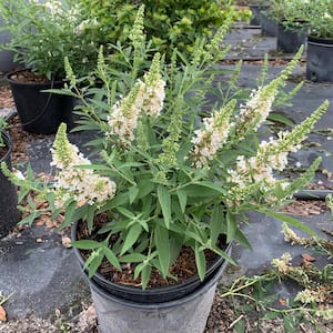 3 gal. Butterfly Bush Flowering Shrub with White Flowers