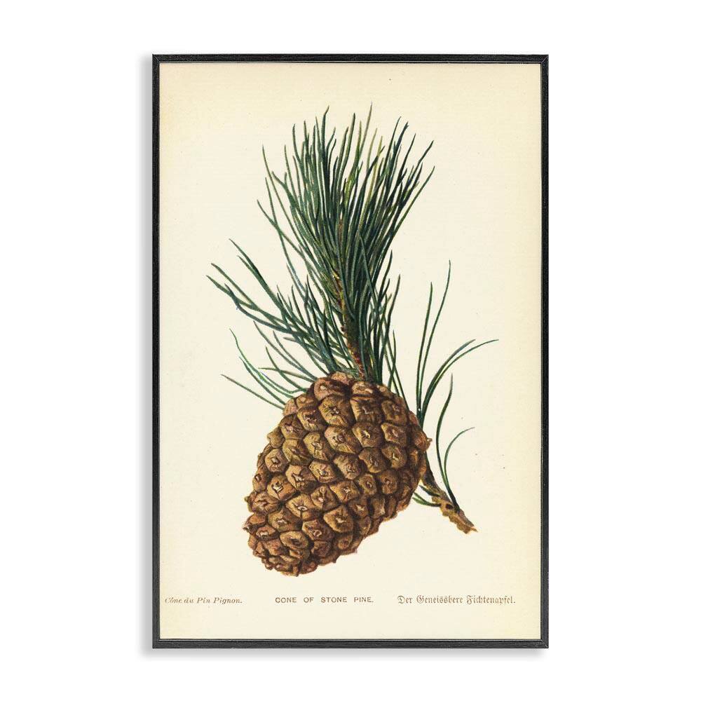 Detailed Pine Cone Sprig by Tina Higgins Designs, Inc. Black Framed Nature Giclee Art Print 18 in. x 12 in. price history on PriceWatchPro