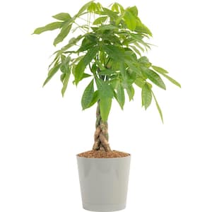 10 in. Pachira Braid Indoor Money Tree Plant in Gray Planter, Avg. Shipping Height 3-4 ft. Tall