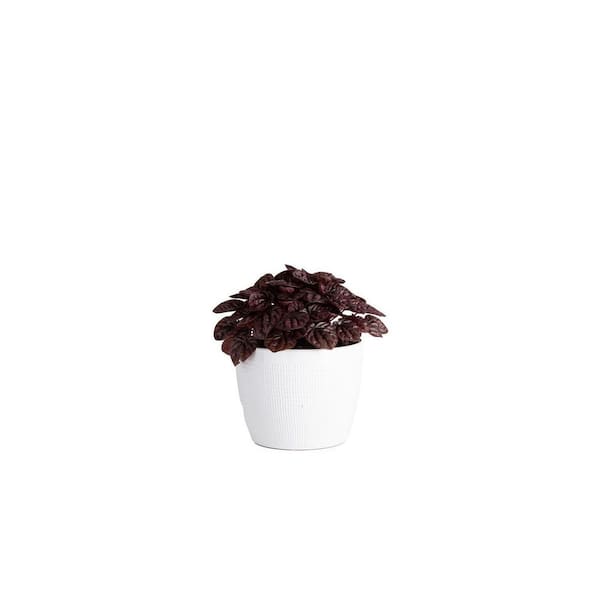 Unbranded 6 in. Trending Tropical Peperomia Red Luna Plant in Deco Pot