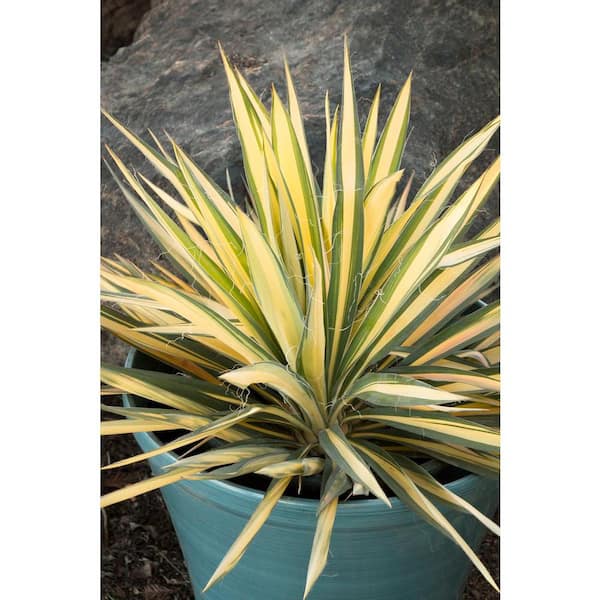 BELL NURSERY 3 Gal. Color Guard Adams Needle (Yucca) Flowering