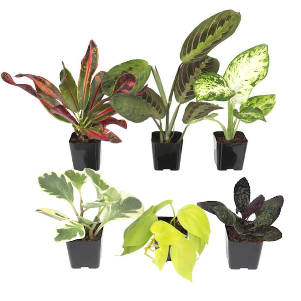 Air Purifying Live Houseplants (6 Pack), Easy Plant Pack, 2 in. Grower Pots, Small Indoor Plants, Approx. 4 - 8 in. Tall