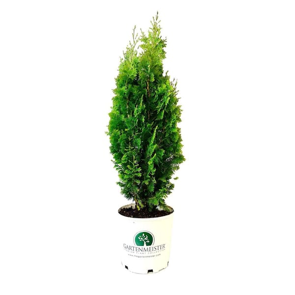 GARTENMEISTER 2.0 Gal. Degroot's Spire Thuja Occidentalis 'Degroot's Spire' Evergreen Live Shrub (1 Each)