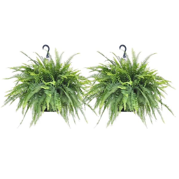 2-Pack Of Live Boston Fern Tropical Plants 24-28in Wide in 10in Hanging Basket