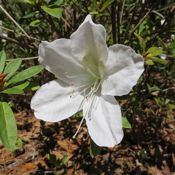 Perfect Plants GG Gerbing Azalea Shrub In 1 Gal. Grower's Pot
