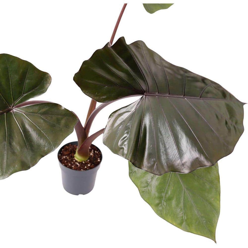 Wekiva Foliage Metalhead Alocasia-4 Live Starter Plants in 2 in