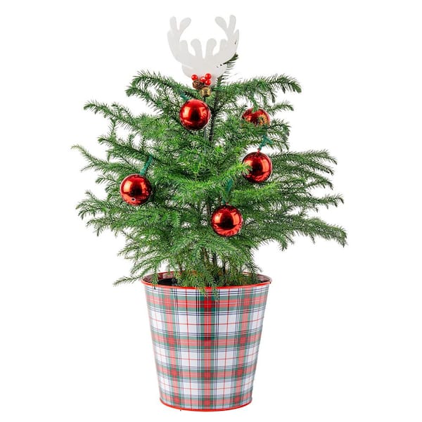 Costa Farms Norfolk Island Pine Indoor Plant in 6in. Holiday Tin Pot, Avg. Shipping Height 1-2ft. Tall w/ Decor Pot and Decorations