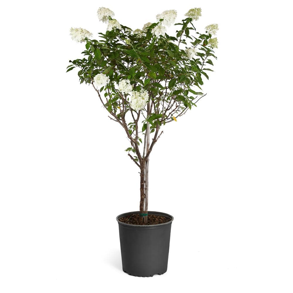 Hydrangea4937　0602 Amazon.com : Exhart Solar Pink Hydrangea Metal Hanging