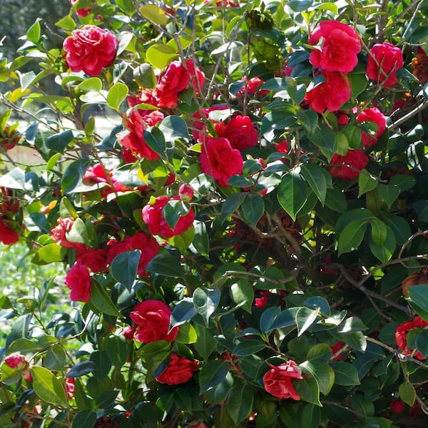 national PLANT NETWORK 3 gal. Camellia Kramer Supreme Live Shrub
