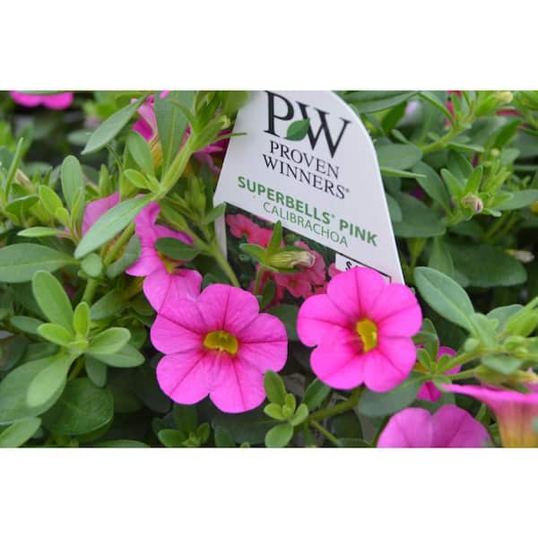 PROVEN WINNERS 1 Qt. Superbells Pink Calibrachoa Plant 001364