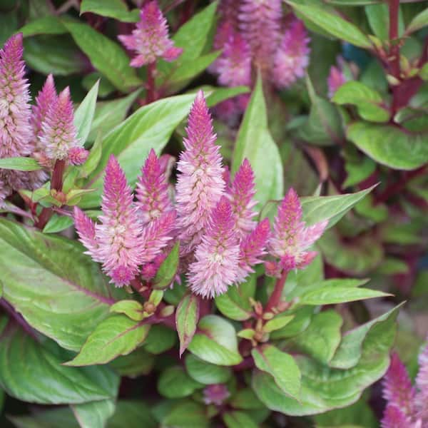 Vigoro 1.71 Pint Intenz Pink Cock's Comb Plant