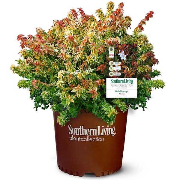 FLOWERWOOD 3 gal. Kaleidoscope Abelia with Petite White Blooms and Golden Yellow Variegated Foliage