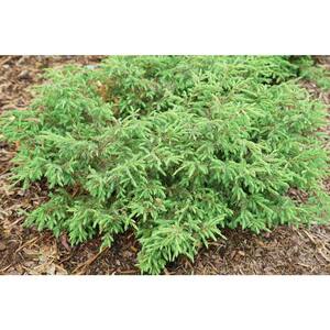 1 Gal. Tortuga Juniper (Juniperus) Live Plant, Evergreen Foliage