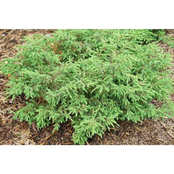 PROVEN WINNERS 1 Gal. Tortuga Juniper (Juniperus) Live Plant, Evergreen Foliage