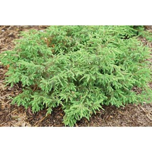 4.5 in. Qt. Tortuga Juniper (Juniperus) Live Plant, Evergreen Foliage