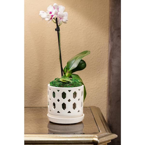 Vigoro Dixie Small White Ceramic Round Orchid Planter with Drainage Holes  and Attached Saucer (5 in. L x 5 in. W x 5 in. H) CR01720S-05W