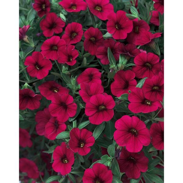 PROVEN WINNERS Superbells Red (Calibrachoa) Live Plant, True Red Flowers, 4.25 in. Grande