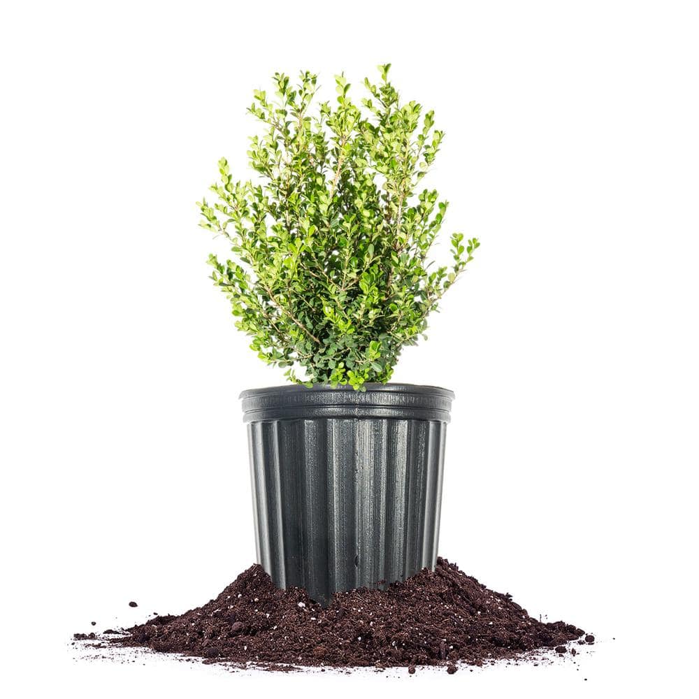Japanese Boxwood Shrub in 1 Gal. Growers Pot
