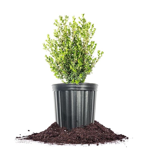 Unbranded Japanese Boxwood Shrub in 1 Gal. Grower's Pot