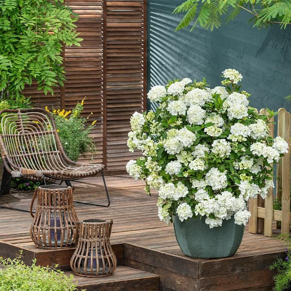 PROVEN WINNERS 2 Gal. Fairytrail White Hydrangea Shrub 18393 - The