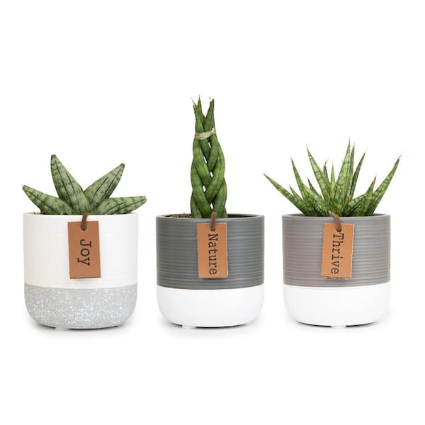 2.5 in. Lolite Sansevieria Snake Plant in 2-Tone Neutral Decor Pot with  Leather Message Tag (3-Pack)