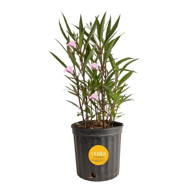 Costa Farms 10 in. Outdoor Purple Ruellia Plant in Grower Pot, Avg.  Shipping Height 24 in. to 28 in. Tall L-RUE-G-POT-01