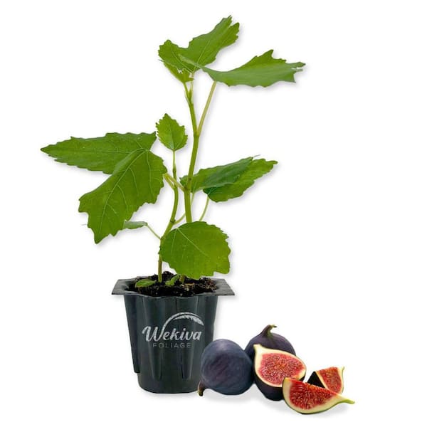 Brown Turkey Fig Tree-20 Live Starter Plants-Ficus Carica-Edible Fruit Tree for the Patio and Garden