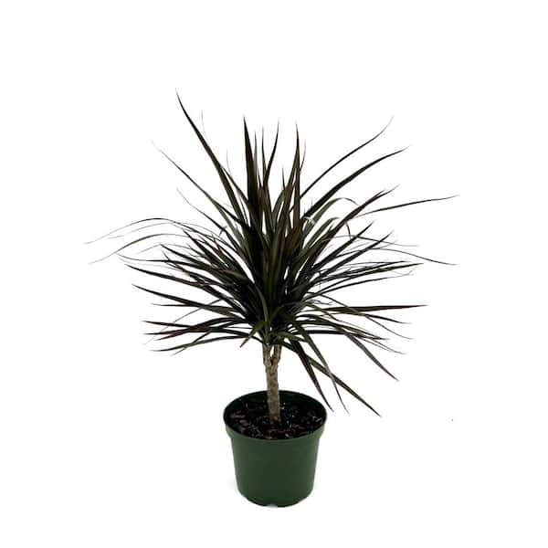 HAMPSHIRE FARMS 6 in. Dracaena Magenta Standard Plant in Grower Pot