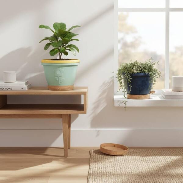 chinese money tree Shop 'Chinese Money Plant  Pilea peperomioides' Care & Info