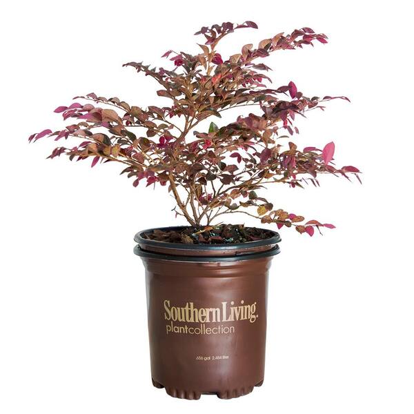 Southern Living Plant Collection 2.5 Qt. Purple Daydream Dwarf Loropetalum, Evergreen Shrub with Purple Foliage, Pink Ribbon Blooms