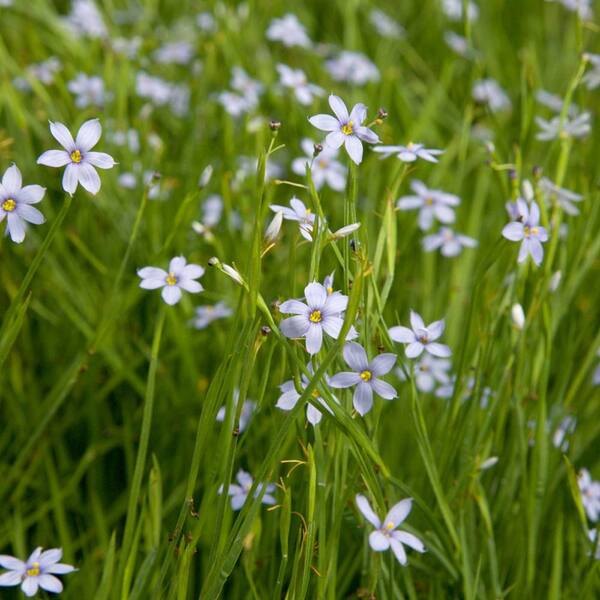 Unbranded 2.5 Qt. Sassy Grass Sisyrinchium, Live Perennial Plant, Tiny Blue Flowers