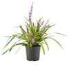 Monkey Grass Perennials Garden Flowers The Home Depot